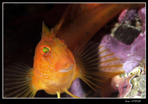 Blennie in La Ciotat :-D by Daniel Strub 